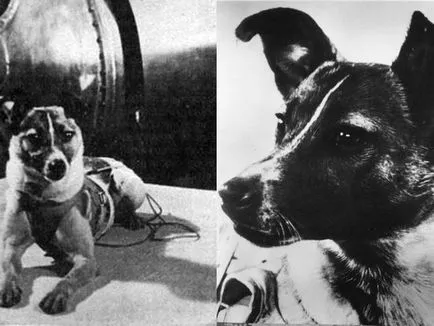 Laika първото куче в космоса