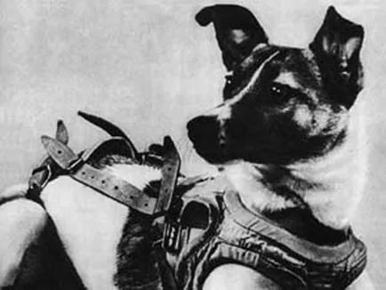 Laika първото куче в космоса