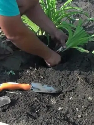 Daylily снимката и името daylily сортове, засяване и грижи за цвете daylily
