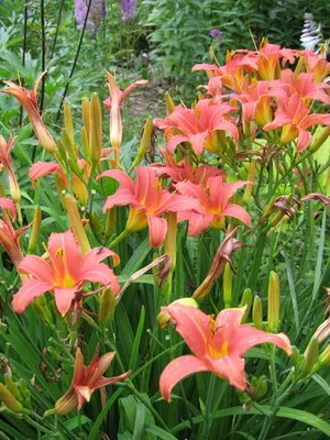 Daylily снимката и името daylily сортове, засяване и грижи за цвете daylily