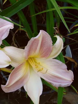 Daylily снимката и името daylily сортове, засяване и грижи за цвете daylily