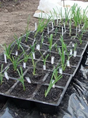 Daylily снимката и името daylily сортове, засяване и грижи за цвете daylily