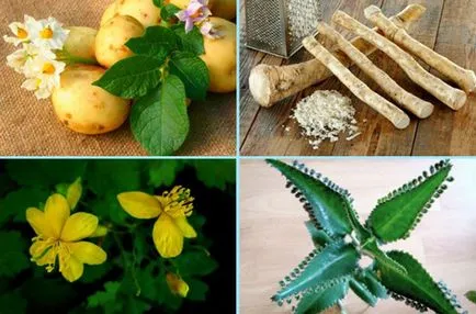 shipigi Лечение (shipitsy) в подножието на дома, как да се премахне, изключи, изтриване Superchistotelo (крак); shipigi Лечение (shipitsy) в подножието на дома, как да се премахне, изключи, изтриване Superchistotelo
