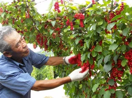 Schisandra правилното засаждане и грижи