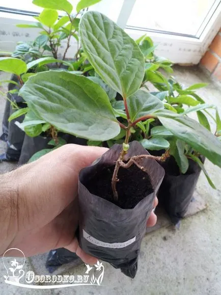 Schisandra, култивиране и поддръжка, подрязване, поливане, засаждане (лимонена трева) Schisandra, култивиране и поддръжка, подрязване, поливане, засаждане