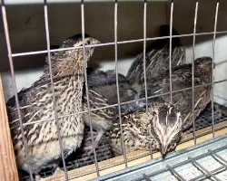 Възможно ли е да се хранят на кокошки носачки хляба защо не