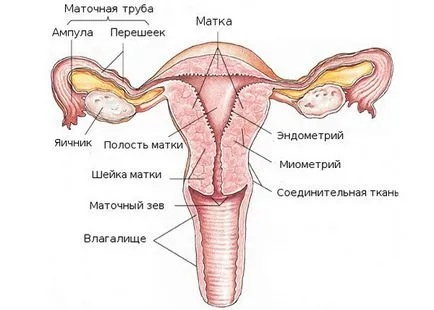 Нехомогенни миометриума на каква заболявания поставят диагноза