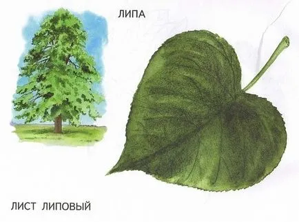 Имената на дърветата и техните листа