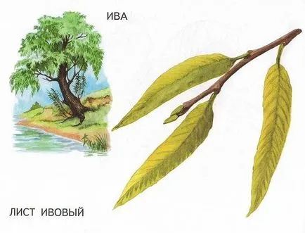 Имената на дърветата и техните листа