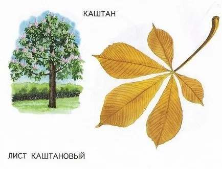 Имената на дърветата и техните листа