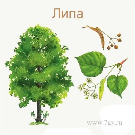 Имената на дърветата и техните листа