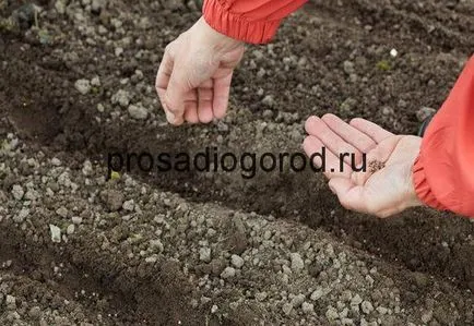 Не отиде моркови, които вършат това как да се ускори поникването на семената, видео и снимки (за целта) Не отиде моркови, които вършат това как да се ускори поникването на семената, видео и снимки