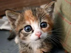 Ние коте тлеят очи