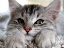 Ние коте тлеят очи