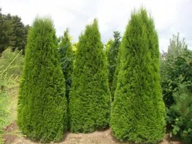Thuja - популярните сортове се размножават, грижовен, художествено рязане, фото и видео