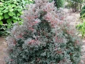 Thuja - популярните сортове се размножават, грижовен, художествено рязане, фото и видео