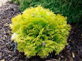 Thuja - популярните сортове се размножават, грижовен, художествено рязане, фото и видео