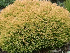 Thuja - популярните сортове се размножават, грижовен, художествено рязане, фото и видео