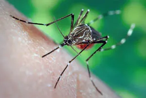 Mosquito ухапване премахване на отоци, лечение и грижи за деца