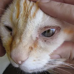 Ние коте тлеят очи, отколкото лечение