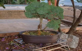 Thuja - засаждане, грижи, продажби (засаждане) Thuja - засаждане, грижи, продажби