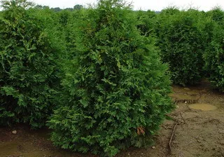 Thuja - засаждане, грижи, продажби (поддръжка) Thuja - засаждане, грижи, продажби