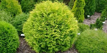 Thuja - популярните сортове се размножават, грижовен, художествено рязане, фото и видео