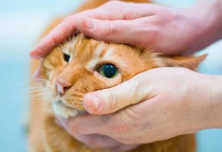 В котка тлеят очни симптоми, причини, лечение, профилактика