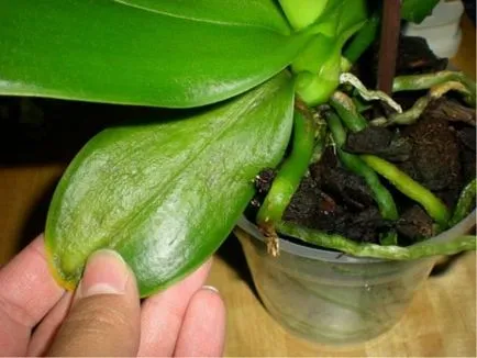 В Phalaenopsis орхидея жълт оставя обща информация, възможни причини, какво да правя, как да се