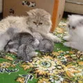 Цветовете на сибирските котки със синьо снимка, Нева маскарадните, червено, бяло, трицветно, опушен,