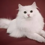 Цветовете на сибирските котки със синьо снимка, Нева маскарадните, червено, бяло, трицветно, опушен,