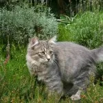 Цветовете на сибирските котки със синьо снимка, Нева маскарадните, червено, бяло, трицветно, опушен,