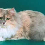 Цветовете на сибирските котки със синьо снимка, Нева маскарадните, червено, бяло, трицветно, опушен,