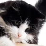 Цветовете на сибирските котки със синьо снимка, Нева маскарадните, червено, бяло, трицветно, опушен,