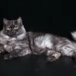Цветовете на сибирските котки със синьо снимка, Нева маскарадните, червено, бяло, трицветно, опушен,