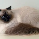 Цветовете на сибирските котки със синьо снимка, Нева маскарадните, червено, бяло, трицветно, опушен,