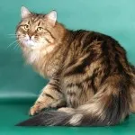 Цветовете на сибирските котки със синьо снимка, Нева маскарадните, червено, бяло, трицветно, опушен,