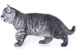 Цвят таби
