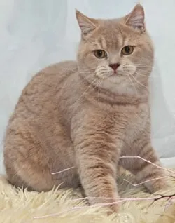 Цвят таби