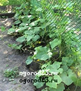 Краставици, тиквички, тиква