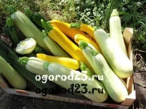 Краставици, тиквички, тиква