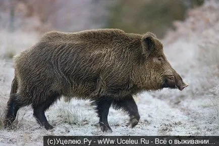 опасни за глигани глигани, ако хората са нападнати (опасно) ли е Смятате глигани души са нападнати от диви прасета са опасни, ако