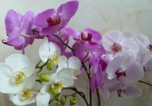 Orchid разцъфтя, какво да правя със стрелка след цъфтежа