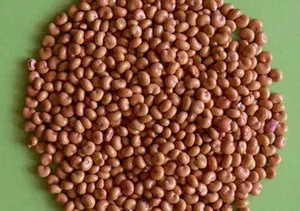 Характеристики на китайски магнолия лоза засаждане, как да се засади растението