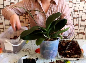 Phalaenopsis орхидеи - основни видове, препоръки за грижи и лечение на заболявания в дома (Phalaenopsis) Phalaenopsis орхидеи - основни видове, препоръки за грижи и лечение на заболявания в дома