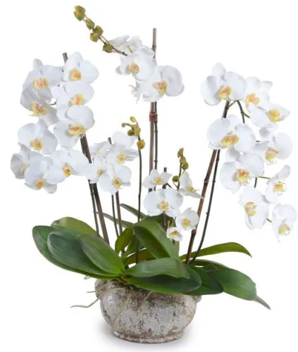 Phalaenopsis орхидеи - основни видове, препоръки за грижи и лечение на заболявания в дома (репродукция) Phalaenopsis орхидеи - основни видове, препоръки за грижи и лечение на заболявания в дома