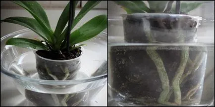 Orchid разцъфтя, какво да правя със стрелка, като е нарязано, как да се трансплантира завод в друга саксия
