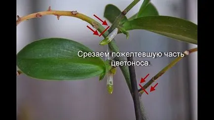 Orchid разцъфтя, какво да правя със стрелка, като е нарязано, как да се трансплантира завод в друга саксия