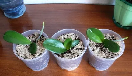 Orchid разцъфтя, какво да правя със стрелка, като е нарязано, как да се трансплантира завод в друга саксия