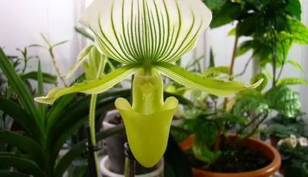 Orchid грижи в дома, инструкции със снимки и видео